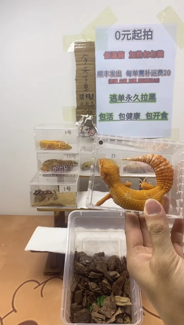 豹纹守宫豹纹守宫幼苗亚成体成体肥尾