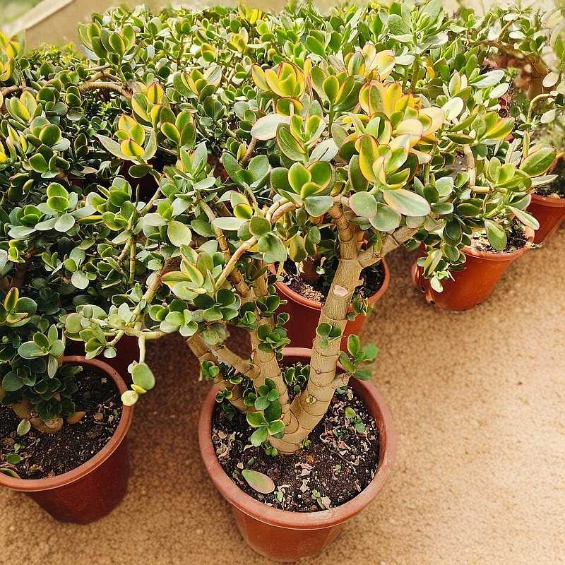 黄金玉树7年  好看好养  室内室外  南方北方新手 必备老手必养