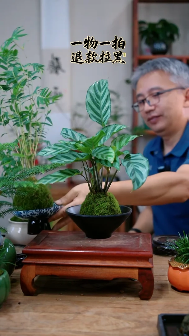 完全开放晓**️竹芋003