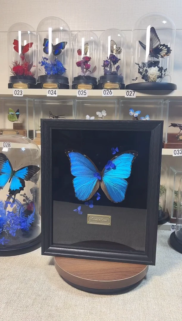 大自然的真实蝴蝶标本