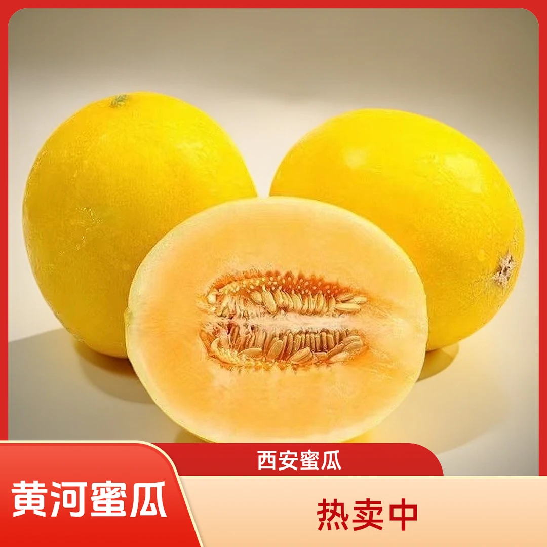 陕西西安黄河蜜瓜应季甜瓜新鲜现摘黄皮甜瓜黄金蜜瓜