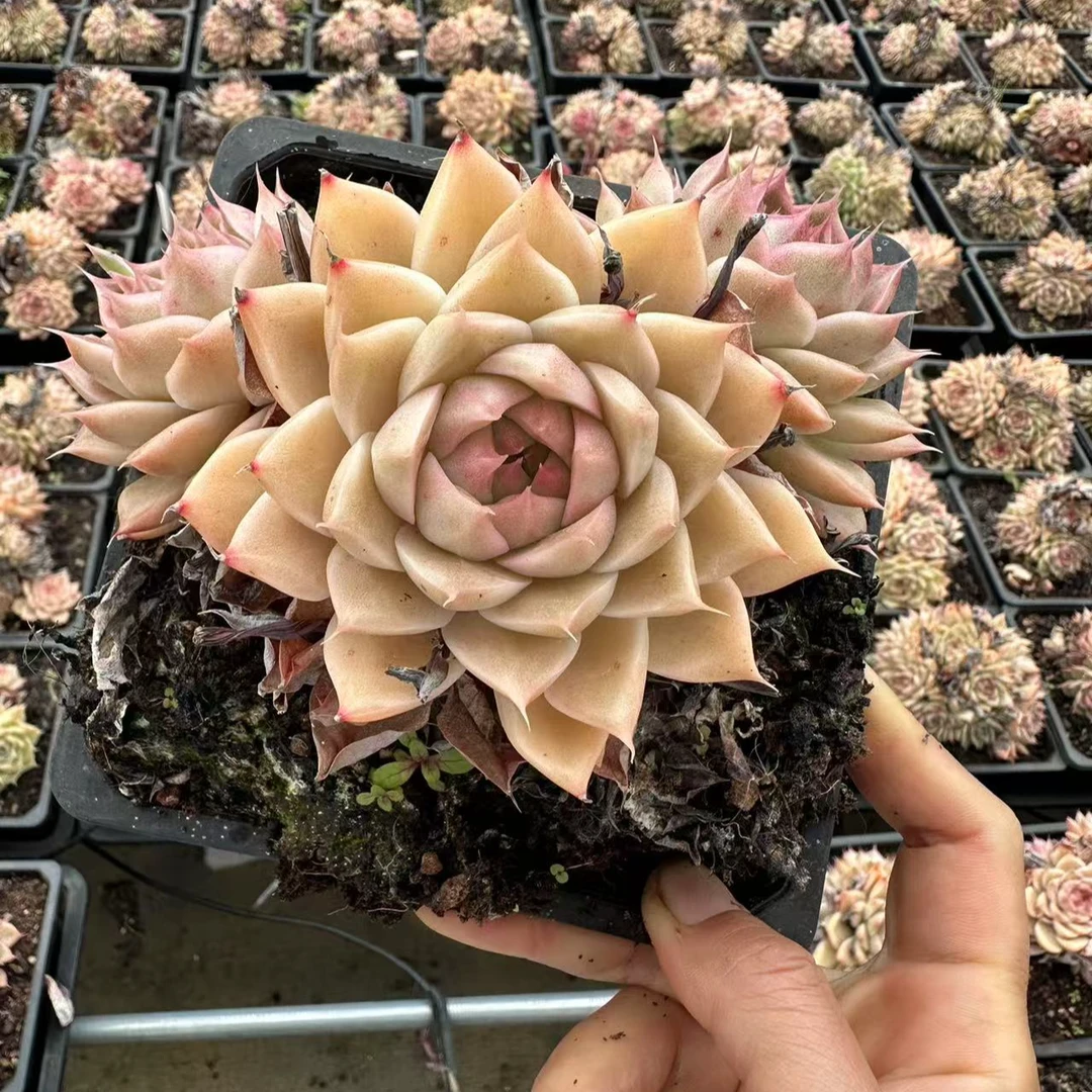 15#奶油黄桃多肉植物    前男友精品多肉