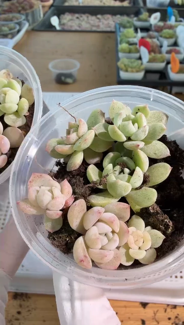 云岚小圆盒1盒 5颗量拍多肉植物