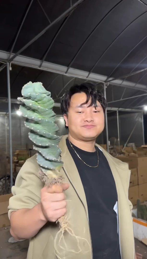 精品 龙卷风【带根】