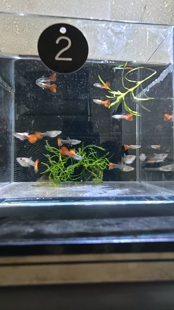 孔雀鱼2号包邮一整缸全是