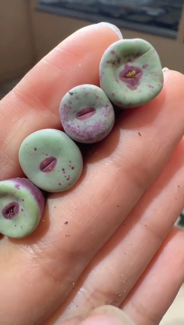 229多肉植物肉锥红嘴一颗