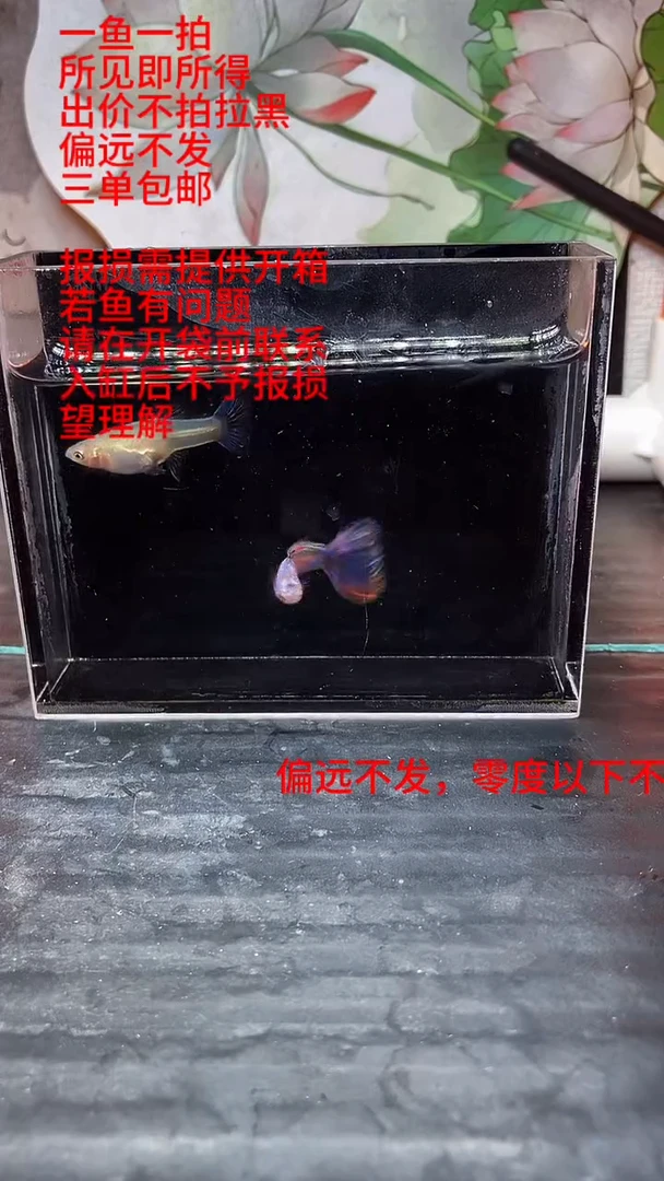 孔雀鱼孔雀鱼 04