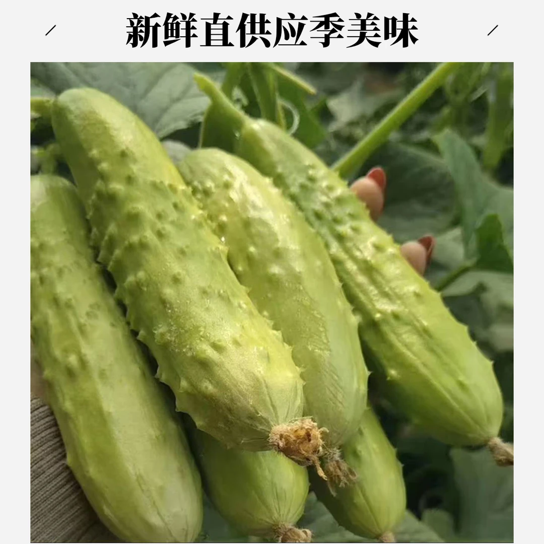 顺丰包邮攸县本地黄瓜现摘先发好吃