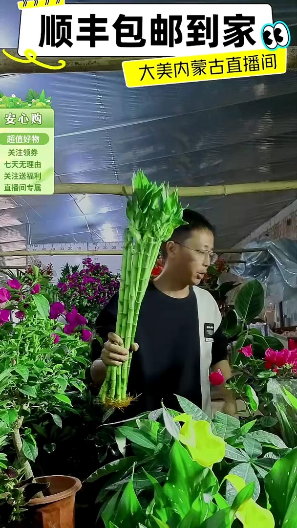 完全开放带根立竹
