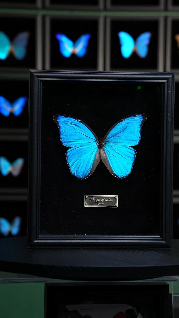 大蓝闪蝶黑绒底版10寸欧式框（带证书）