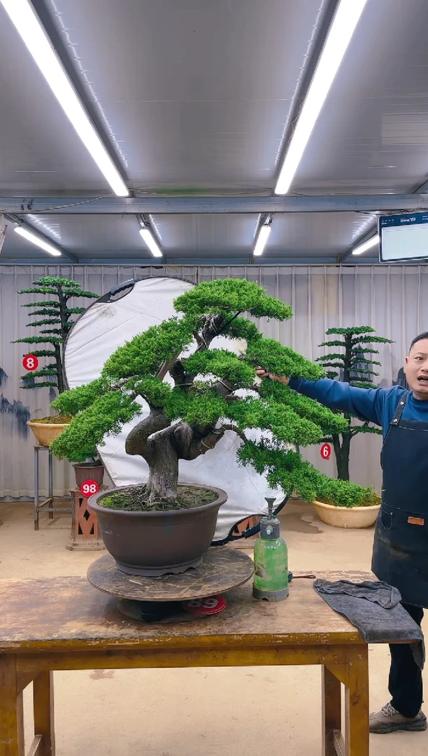 无花朵二**哥精品盆景  一物一拍