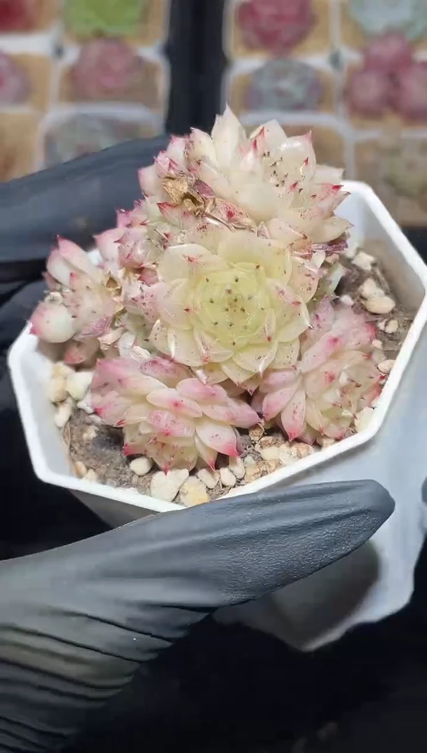 闪购2703杏花微雨多肉一颗