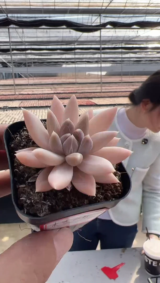 【闪购商品】木兰-5