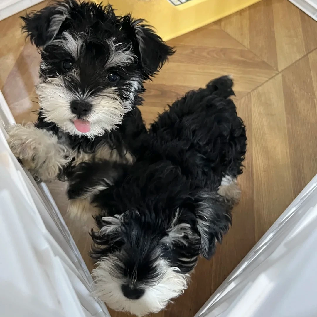 雪纳瑞可爱活体小型犬适合家庭陪伴的宠物狗