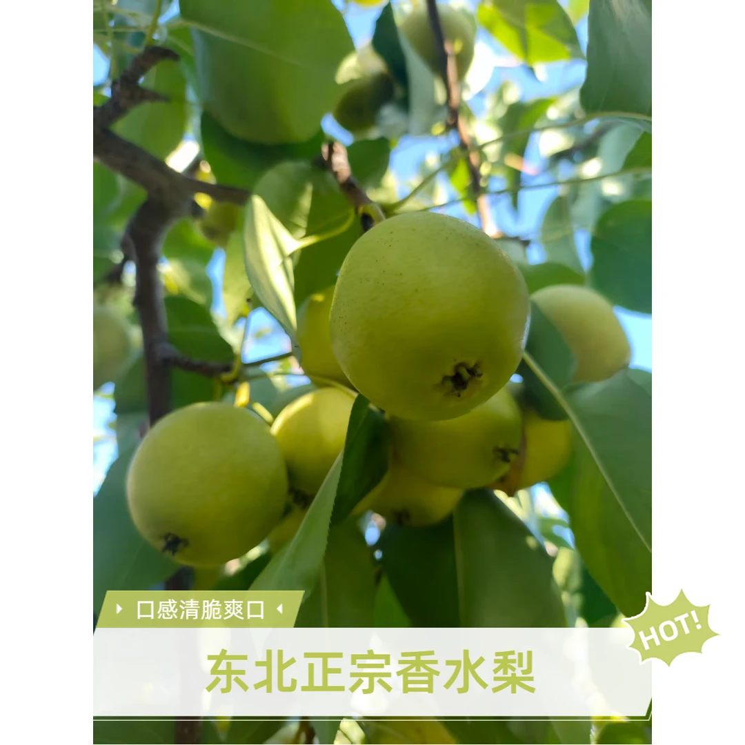 东北正宗香水梨当季水果家庭装新鲜水果现摘现发孕妇水果顺丰包邮