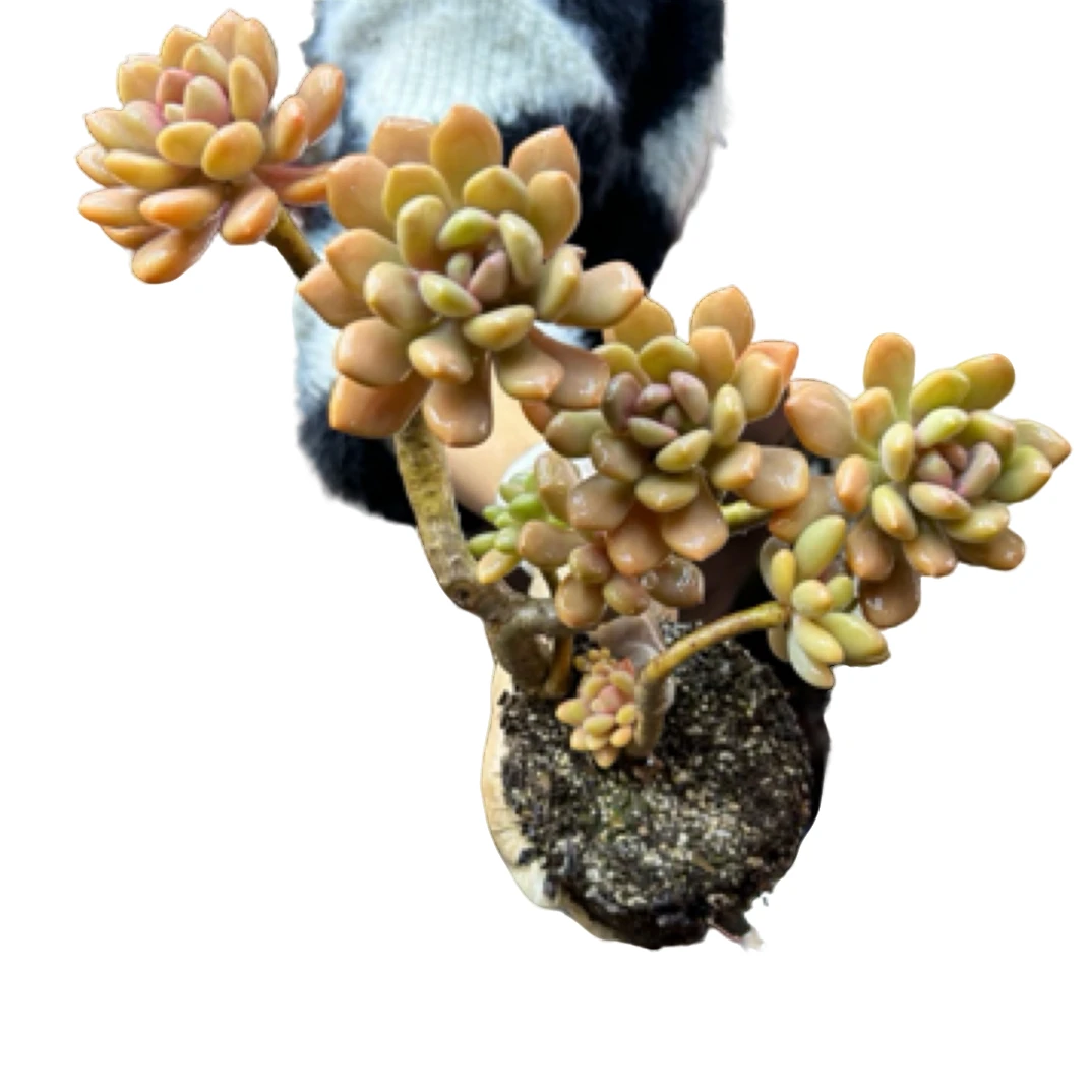 眼镜多肉（美人手指）整装老桩飘枝盆栽盆景多肉