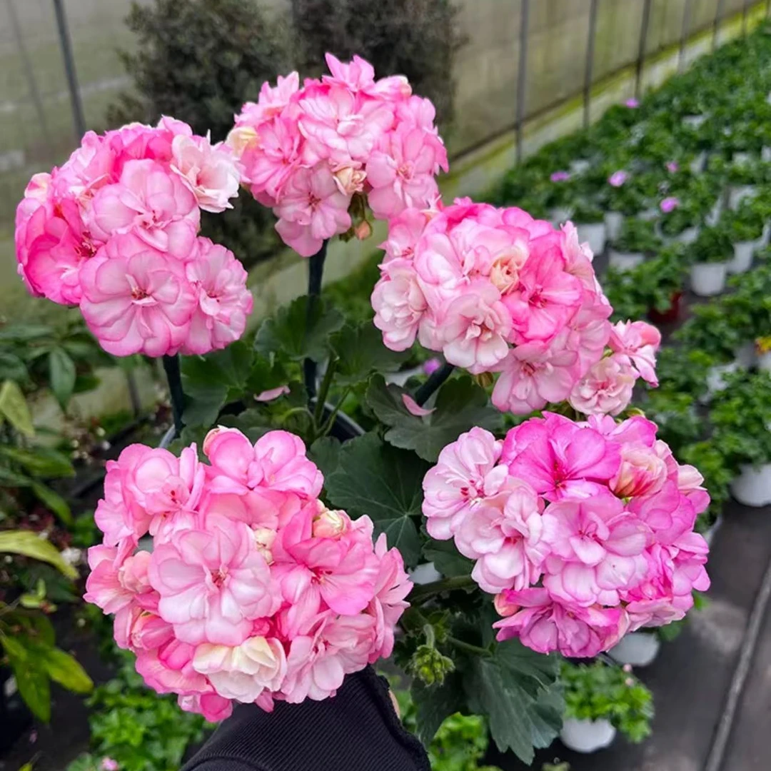 【两盆】（花样年华）天竺葵 带花苞发货