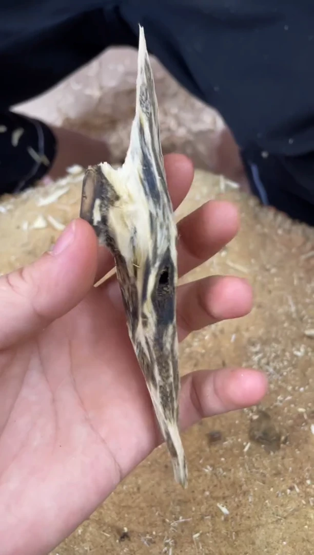 【闪购商品】沉香木沉香碎屑棋楠沉香 原料文创1