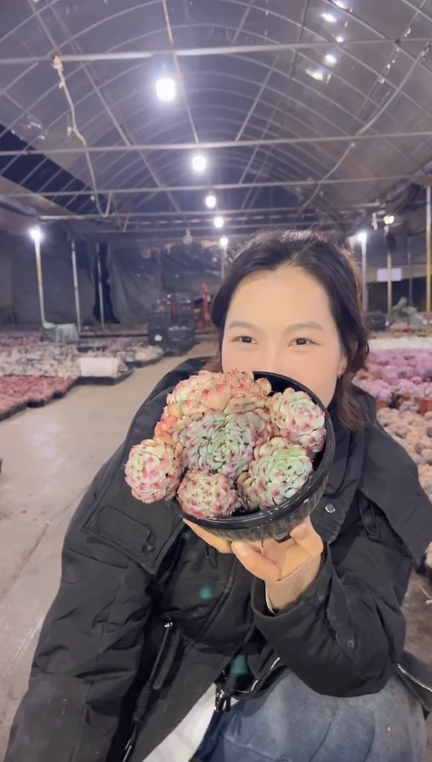 【闪购商品】25-马塞尔带盆土