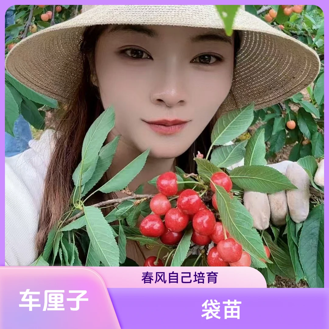 车厘子袋苗樱桃树车厘子树水果树苗果树盆栽地载庭院南北正品樱桃
