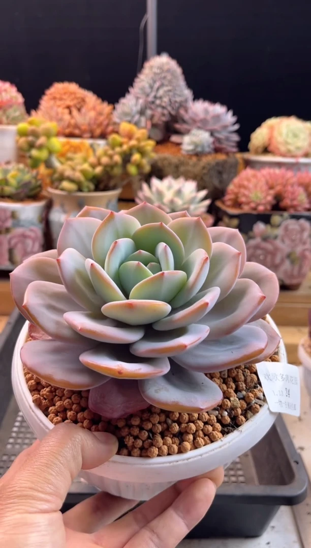 【闪购商品】1.13-24大号奶茶