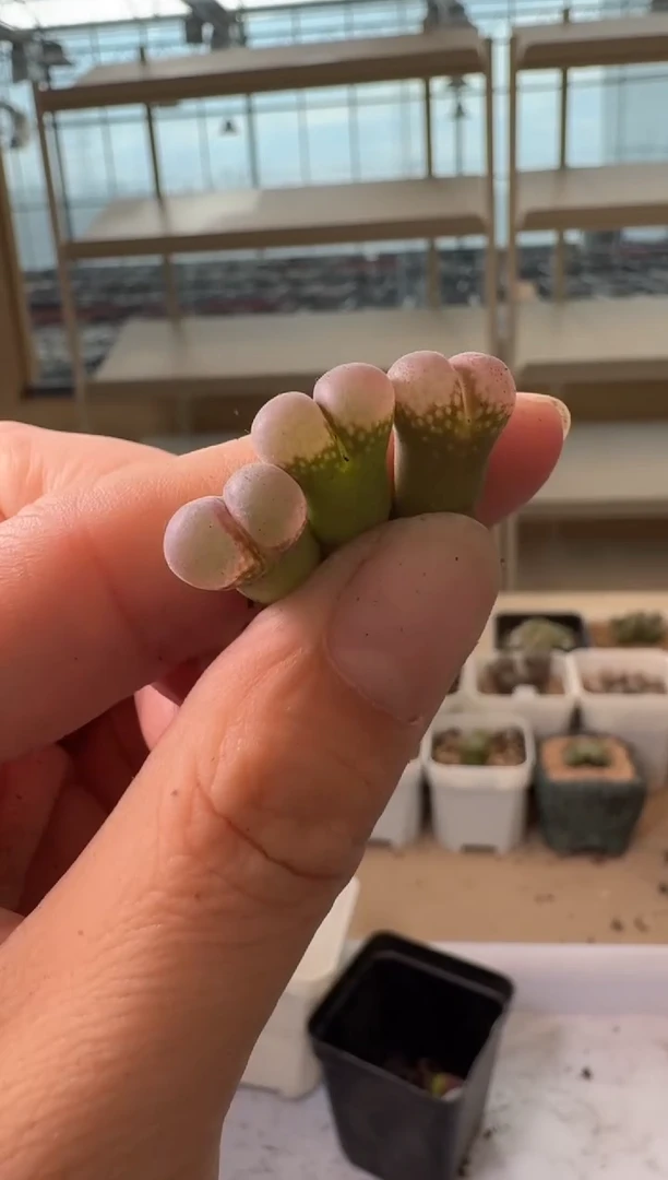 24-191多肉植物肉锥粉c10