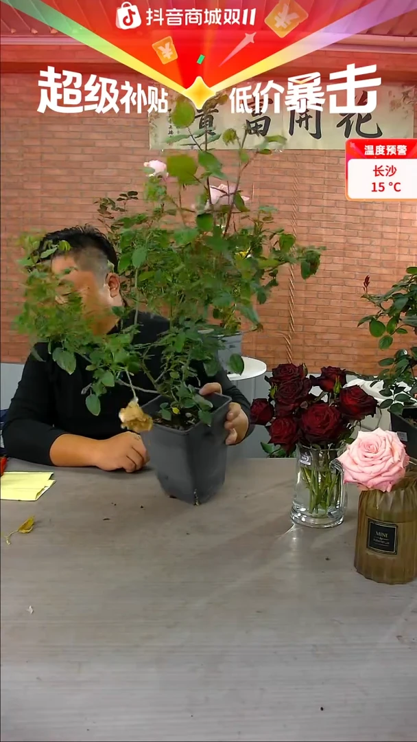 当前无花朵，栽培后可花朵云舒