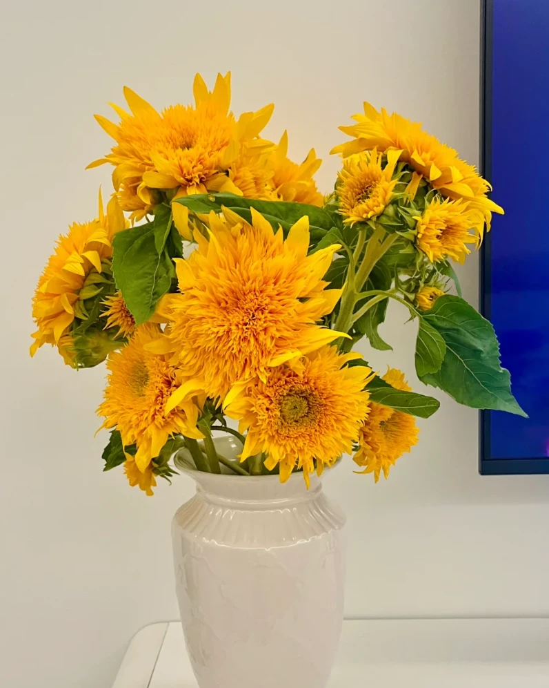 泰迪向日葵 精致生活 梵高笔下 云南鲜花基地直发