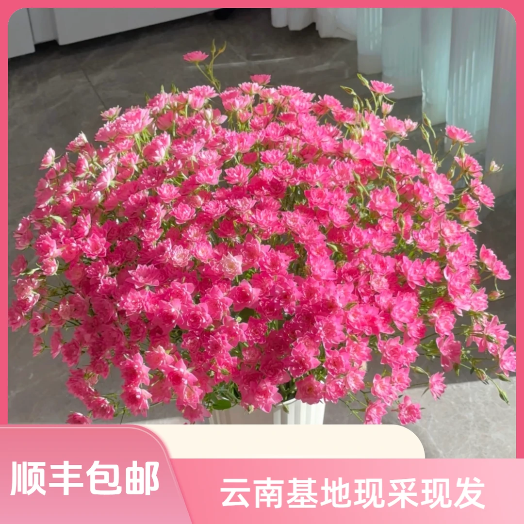 【花喜甄选】天荷繁星多头玫瑰鲜花云南直发家用瓶插水养鲜切花顺丰