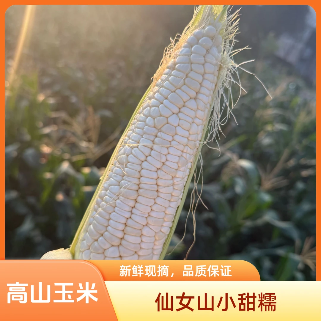 【韩美丽专属】武隆高山小甜糯玉米 香甜软糯 大自然高山馈赠