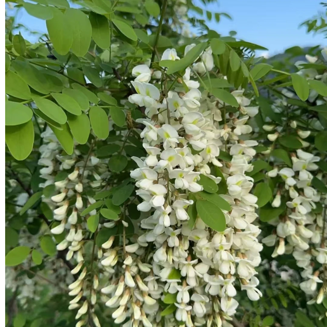 【顺丰包邮】2025年现摘槐花纯野生槐花春季精选新鲜洋槐花