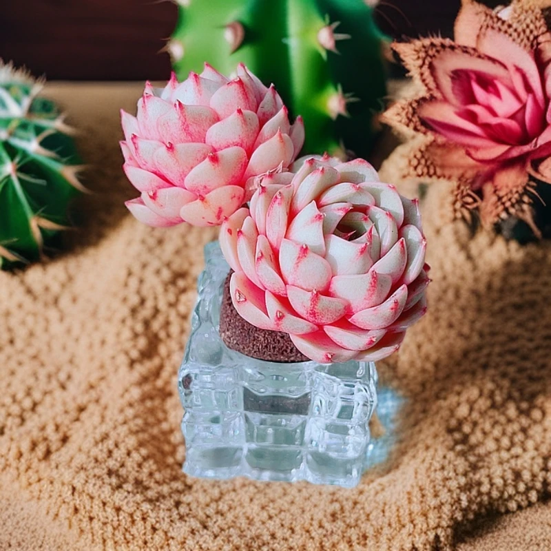 【无土多肉摆件】无土苯巴蒂斯2-3头老桩精品多肉