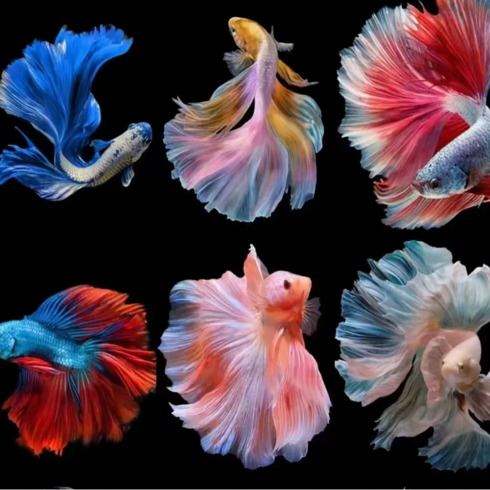 顶峰斗鱼婚纱半月将军狮王双尾大耳观赏鱼小型热带鱼宠物