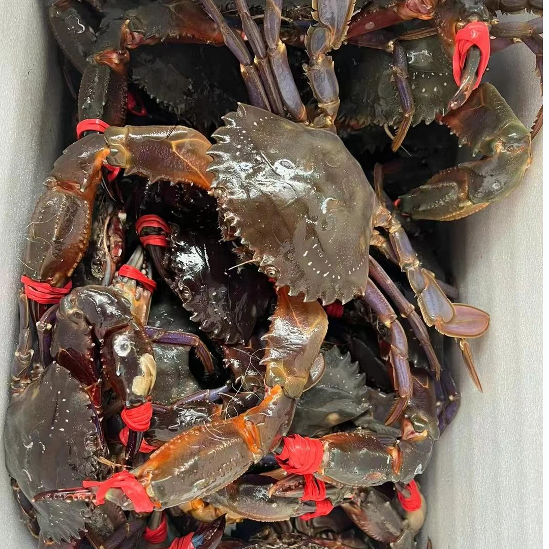 大连赤甲红 不带皮套  保肥不保活 2-5两/只易断腿 海鲜