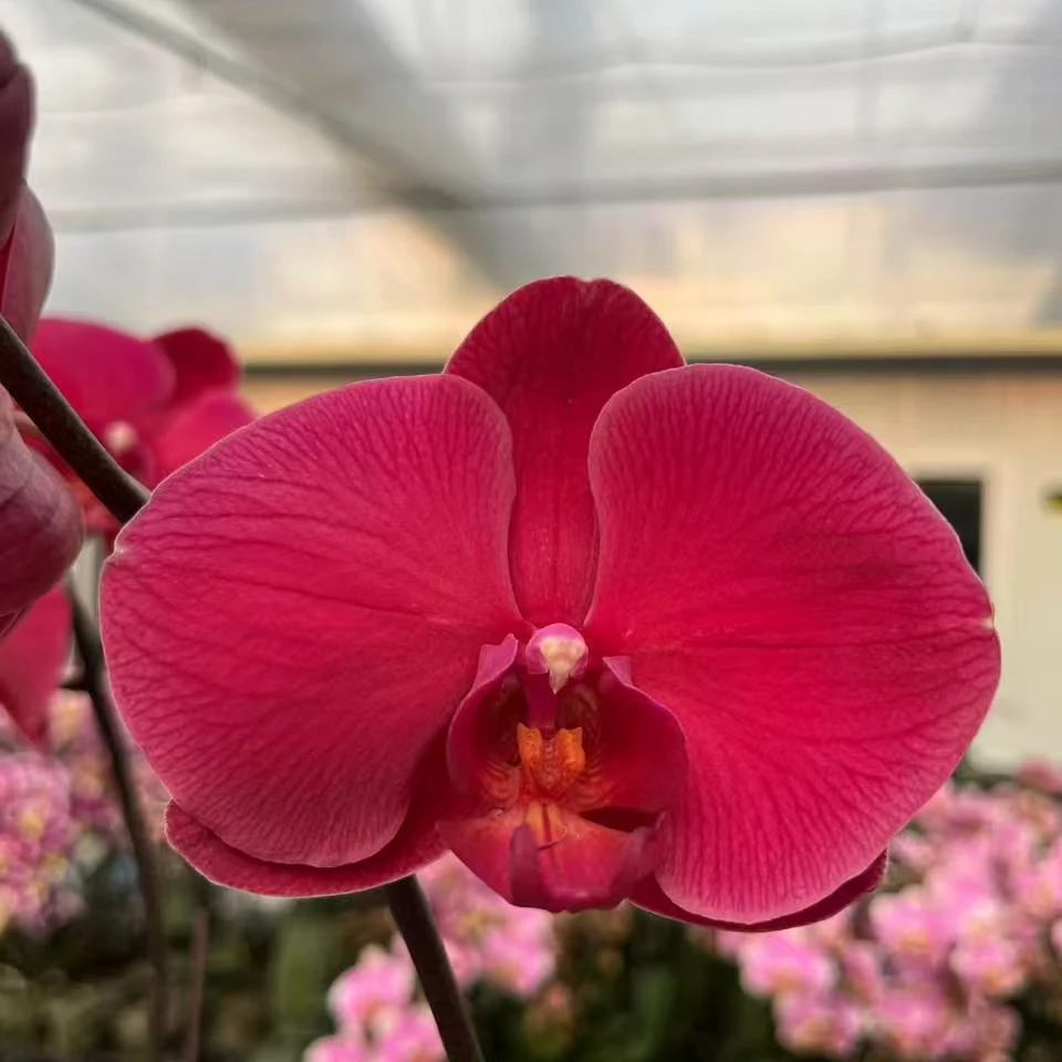 A10【洋洋得意】精品蝴蝶兰室内盆栽