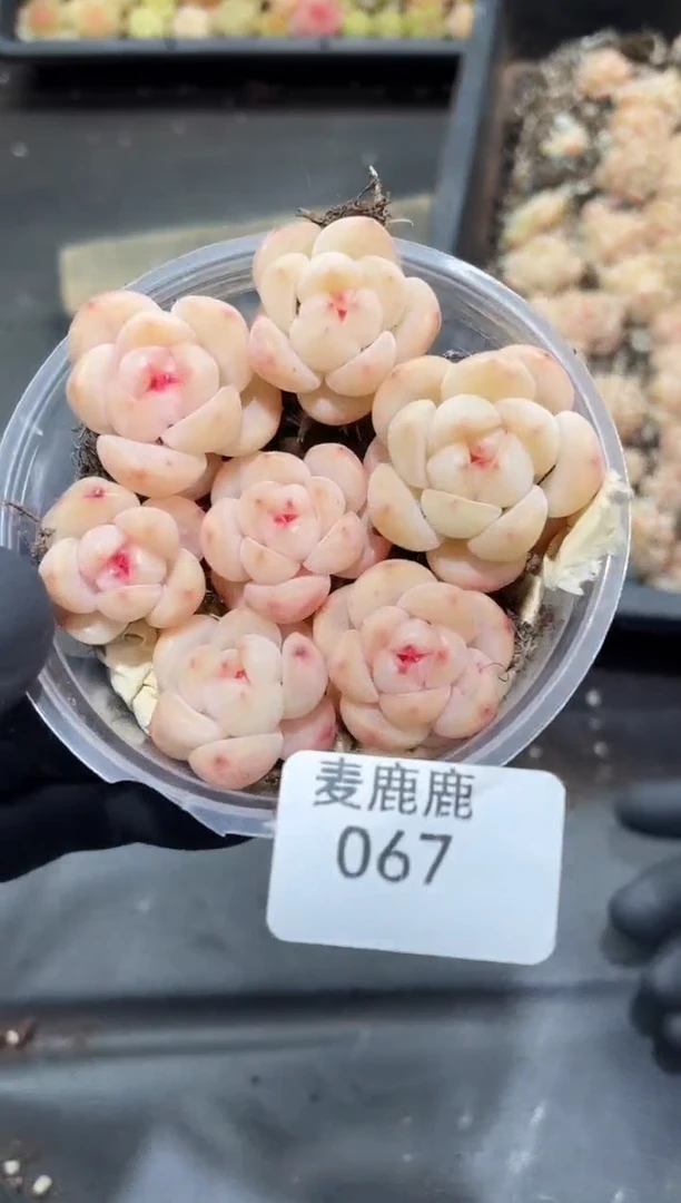 067玉岚      量拍