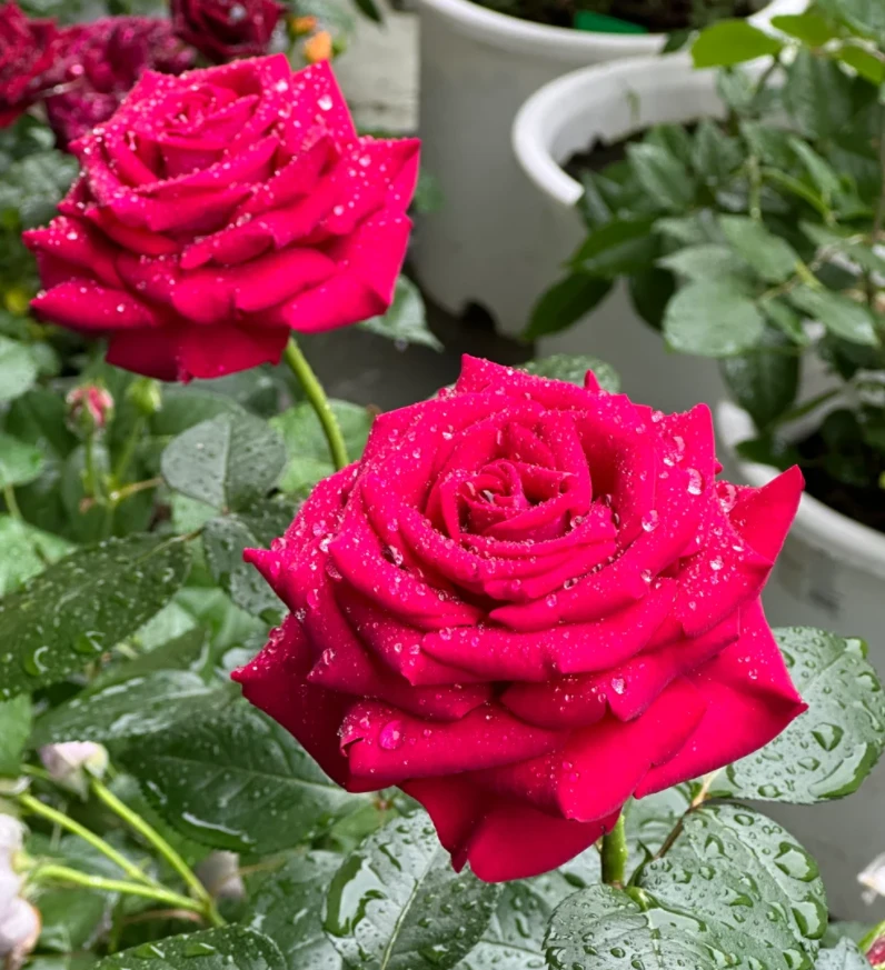 玫瑰大叔 美人丽芙 浓香切花大花涨势快耐晒耐雨淋复花快月季盆栽