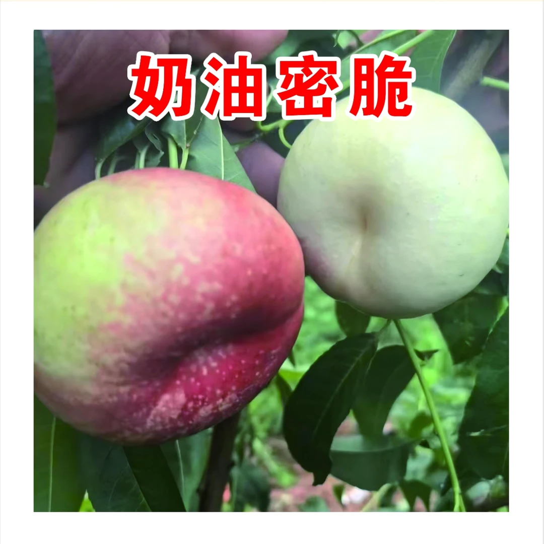 奶油密脆一年生种子