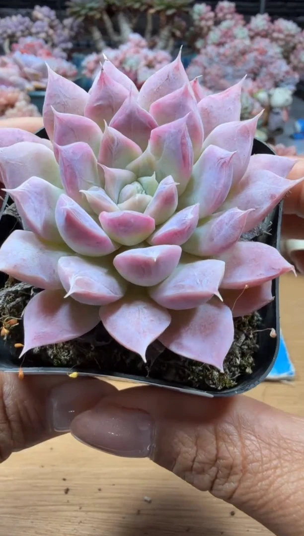 东云多肉园二店-49