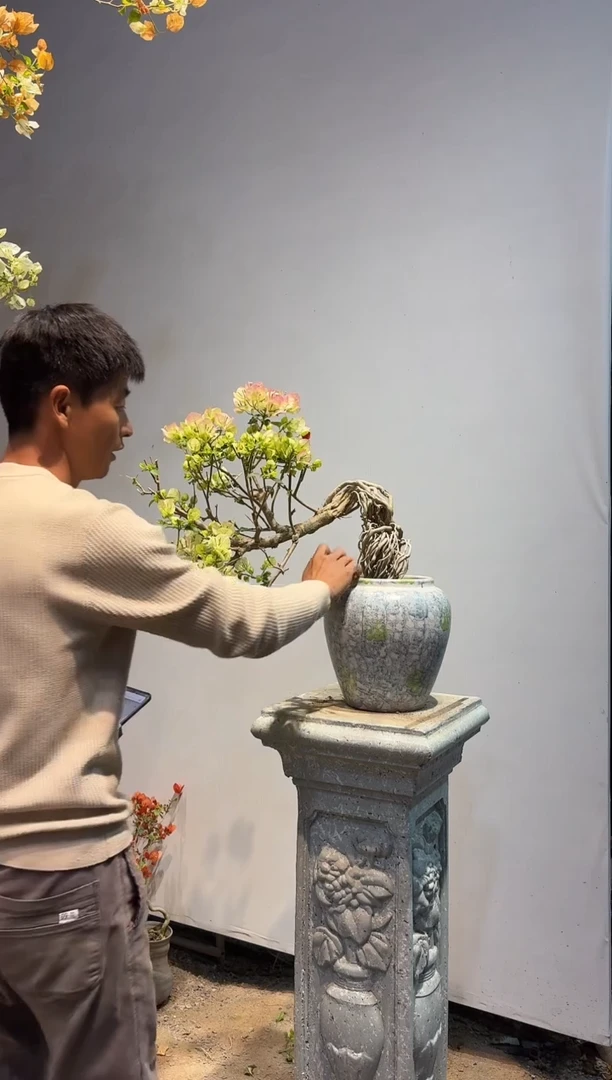 以实际为准三角梅A04