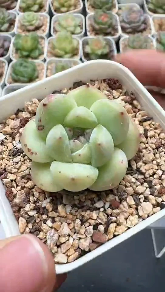 161F云禹多肉植物 默认脱土纸巾打包 3颗包邮