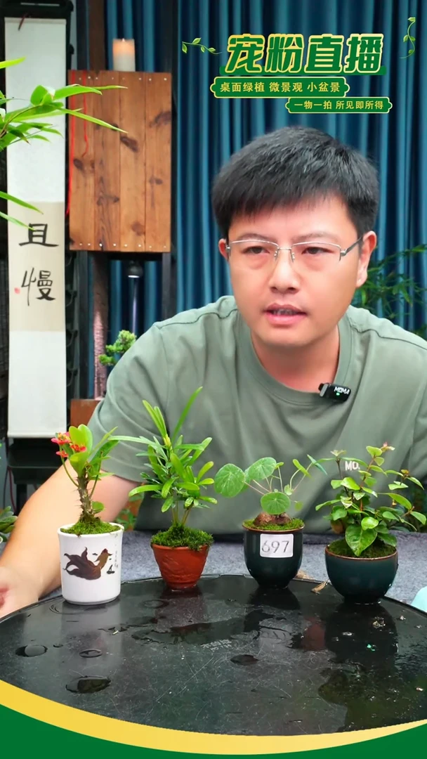 无花朵誠苔藓微景观697号