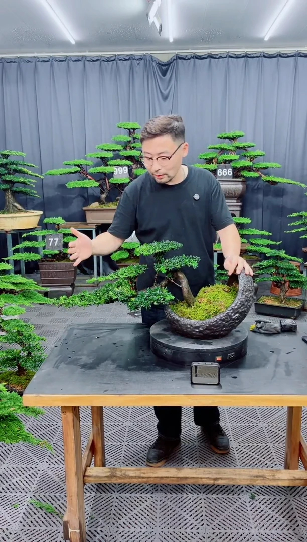无花朵罗汉松盆景....