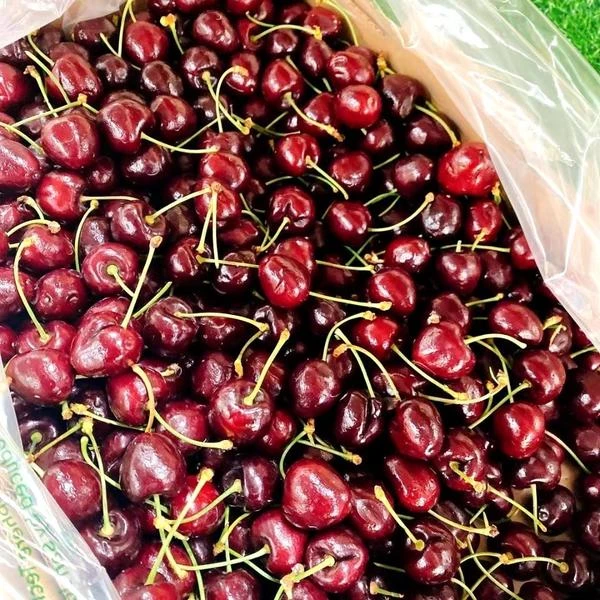 海运车厘子 J-4 J 车厘子 2-5 斤