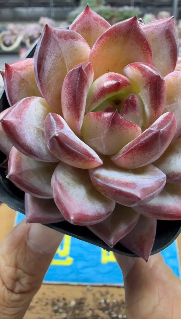 东云多肉园二店-733