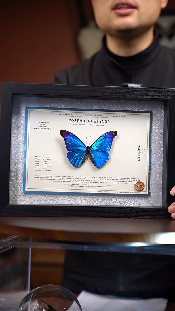 N71尖翅蓝闪蝶一图一物