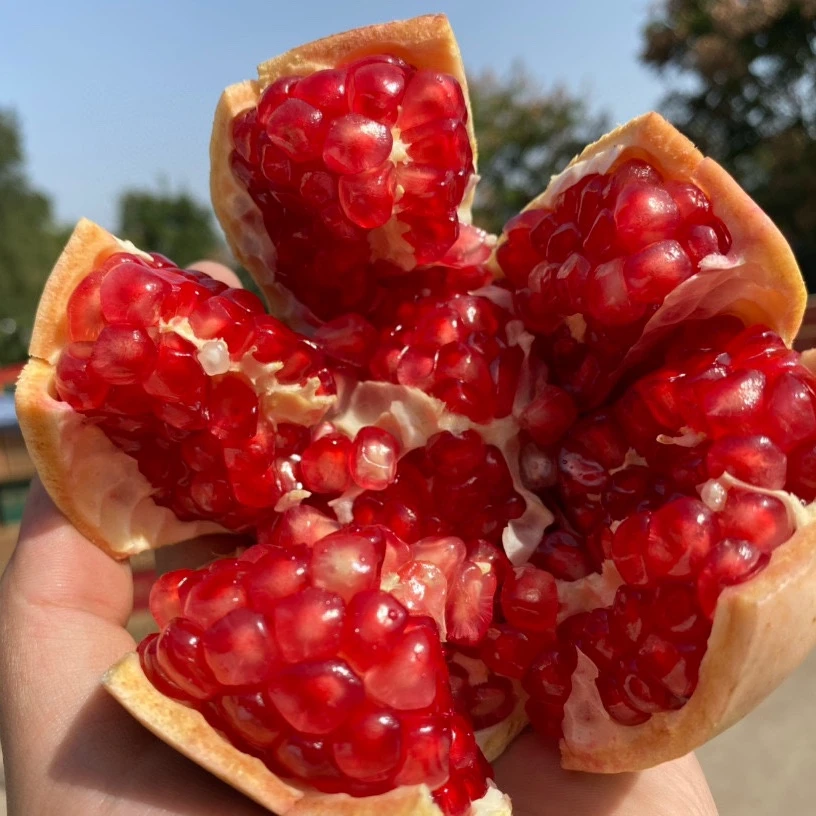 四川会理软籽石榴产地直发地方特色美食