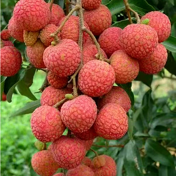 【果到心】5A-广东高州白糖罂荔枝百年老树新鲜现摘直发（京东空运）