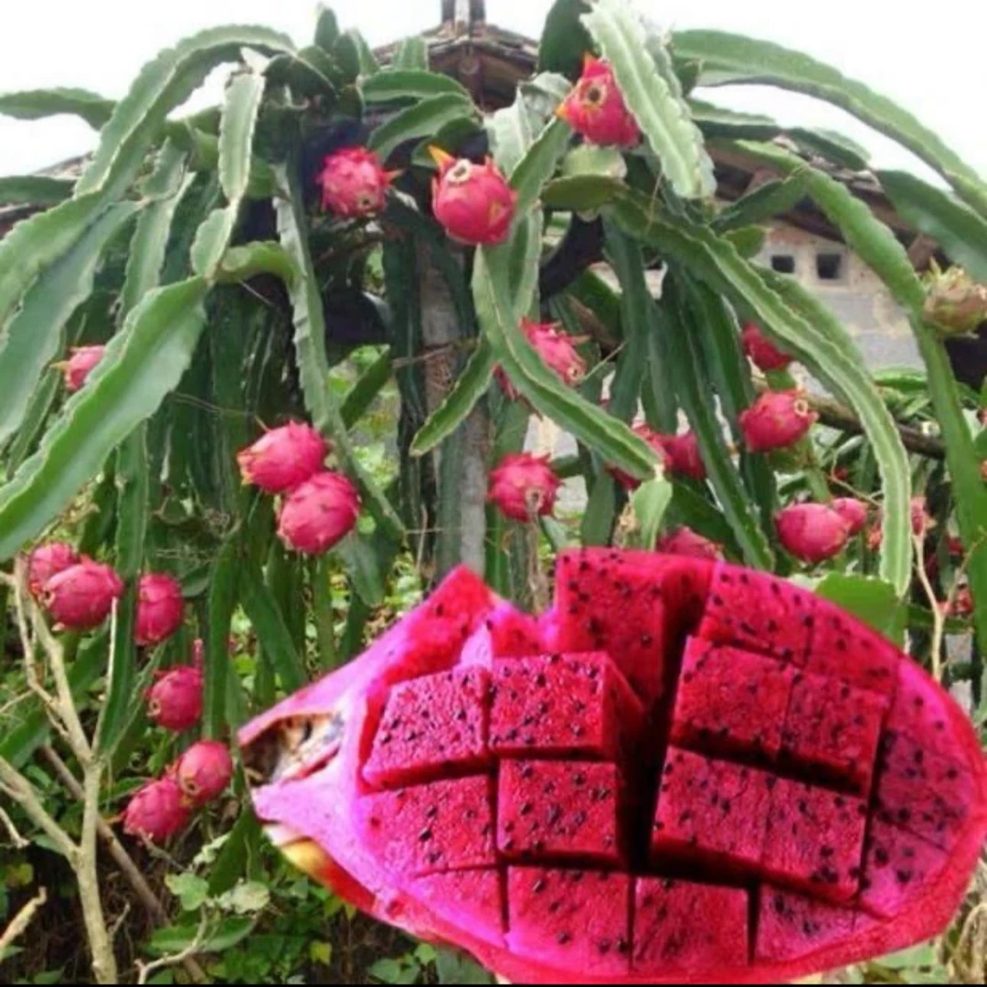 红心火龙果树苗耐热耐寒大果新鲜南北方四季和植阳台盆栽火龙果苗