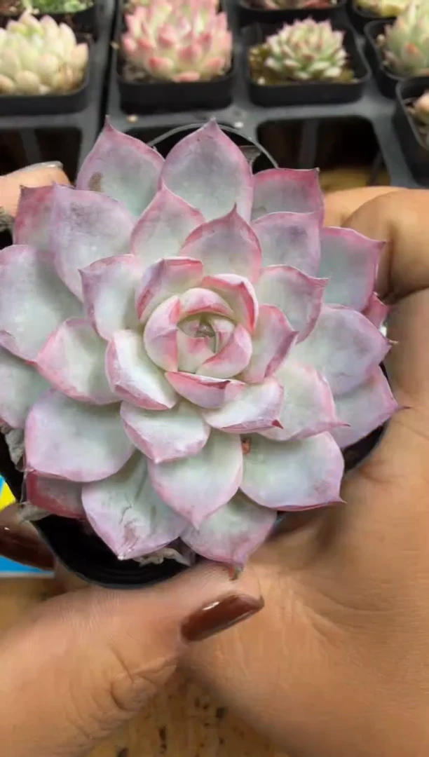 东云多肉园二号店-320